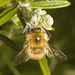 IMG 3306 Bumblebee-3