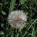 Pusteblume