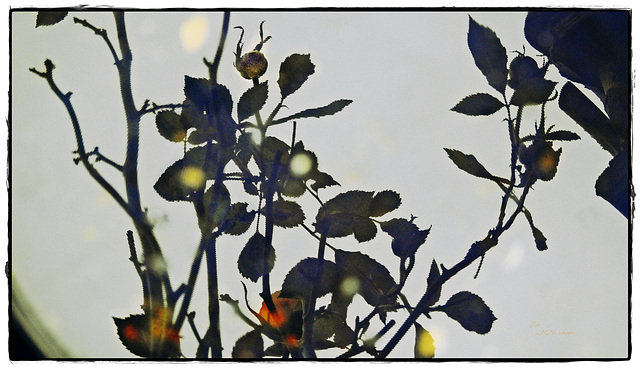 Rose gespiegelt im Wasser