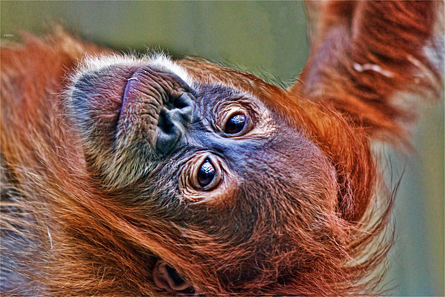 Orang-Utan Baby