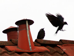 Jackdaws