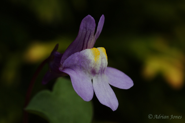 Cymbalaria muralis (Ivy Leaved Toadflax)