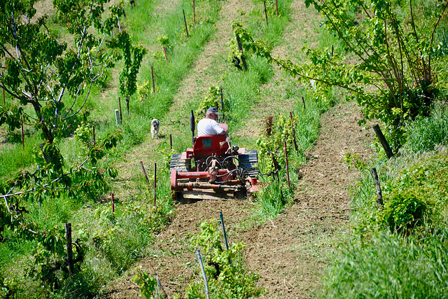 Marche 2017 – Farmer