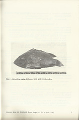 lucena   lucena hyporthodus nigritus
