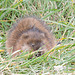 Muskrat