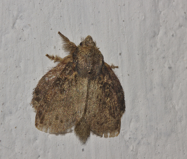 Moth IMG_6369