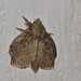 Moth IMG_6369