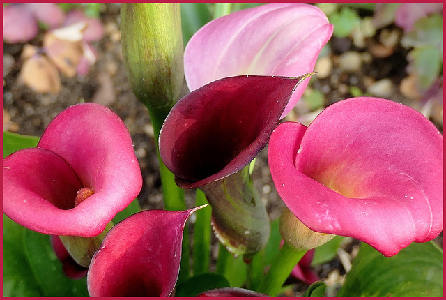 Quelques fleurs de callas pour vous souhaiter un bon dimanche.