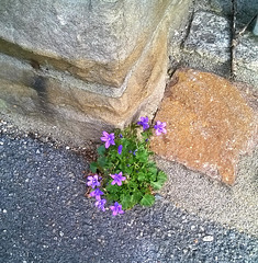 Eckensteher-Mauerblümchen