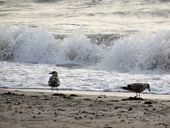 la mer est très agitée