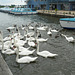 Swans At Potter Heigham