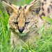 Serval cat (3)