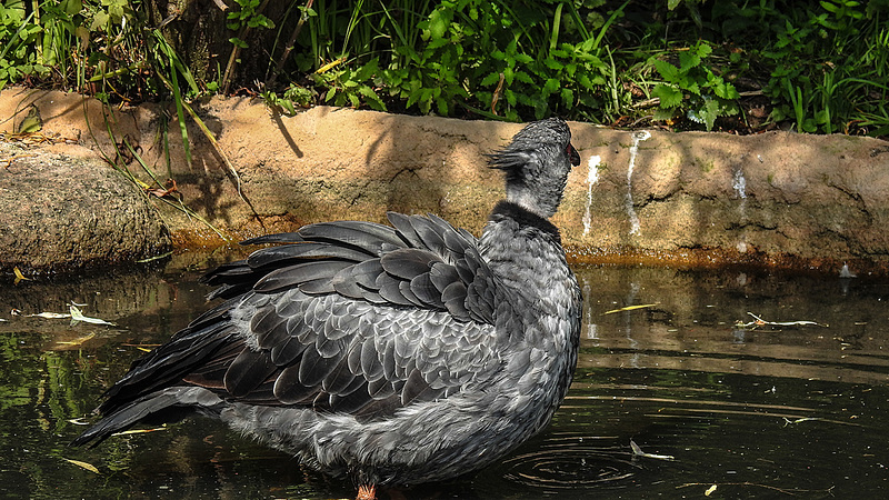 20190901 5653CPw [D~VR] Halsbandwehrvogel, Vogelpark Marlow