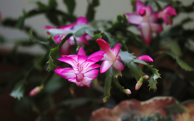 Schlumbergera