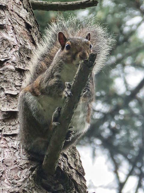 Grey Squirrel posing