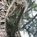 Grey Squirrel posing