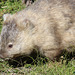 ...another Wombat on Maria Island