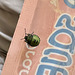 Green Shield Bug nymph. (Palomena prasina)