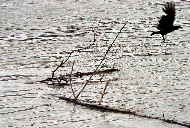 driftwood