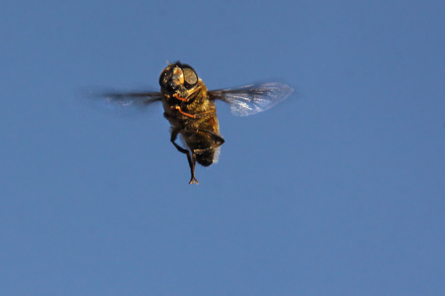 Hover Fly