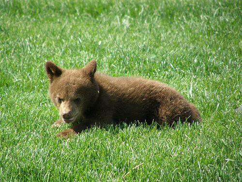 Baby Bear in South Dakota