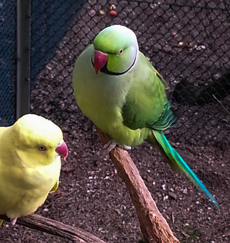 20160203 145535Hw [D~LIP] Halsbandsittich (Psittacula krameri), Voliere, Landschaftspark, Bad Salzuflen