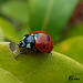 Les coccinelles reviennent !!