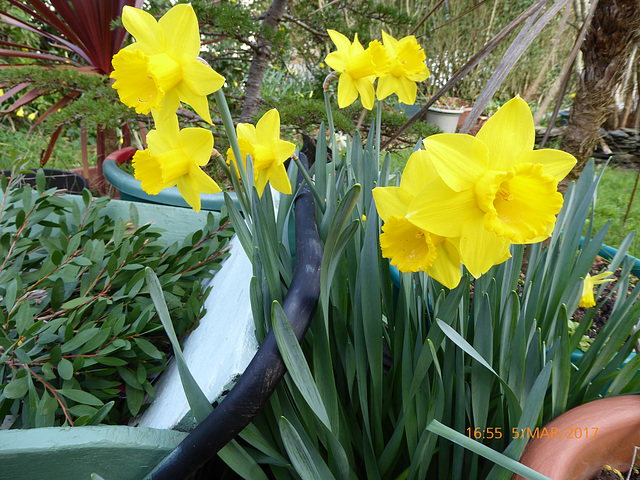 jonquilles du jardin