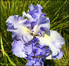 iris
