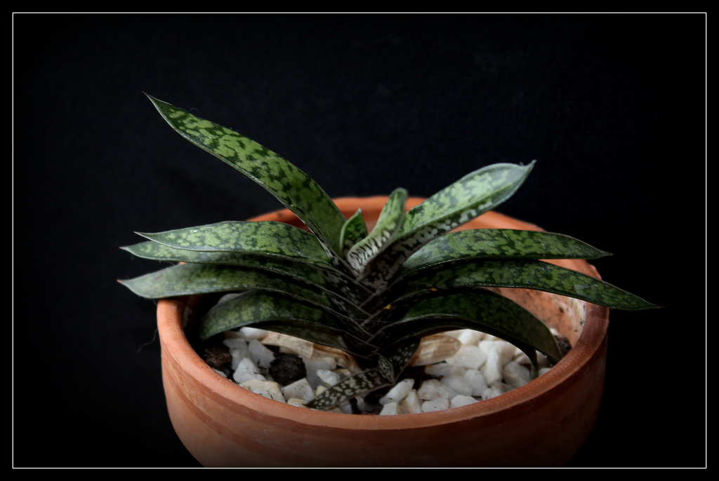 Gasteria bicolor(1)