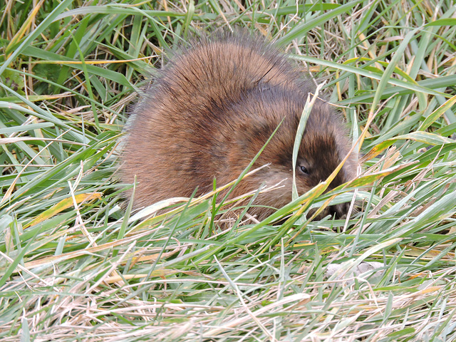 Muskrat