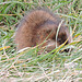 Muskrat