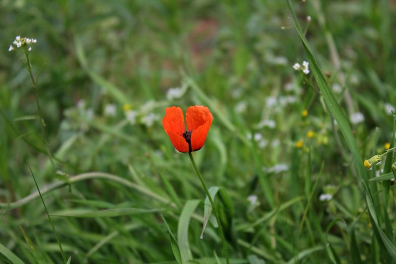 Pavot argémone - Papaver argemone- petit coquelicot