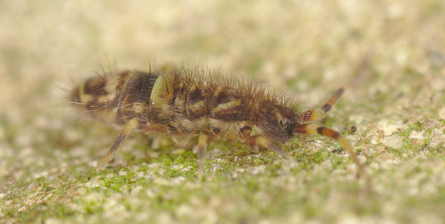 EF7A2924springtail