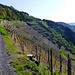 DE - Altenahr - Vineyards at Altenahrer Eck