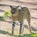 Serval cat (4)