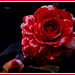 Rosa rojiblanca de jardín