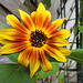 20220829 1618CPw [D~LIP] Sonnenblume, Bad Salzuflen