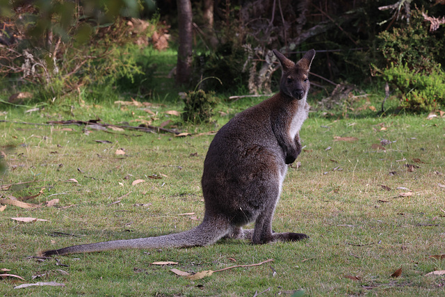 Bennett's Wallaby - Maria Island