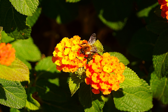 Kleine Hummel auf Wandelröschen