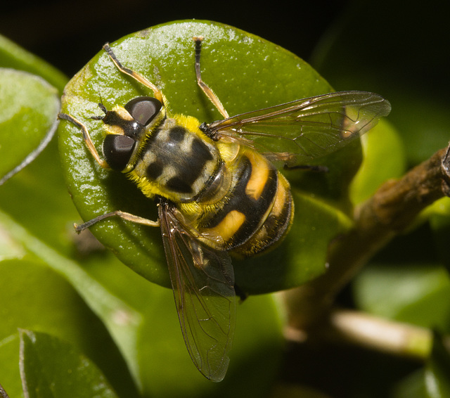 IMG 3292 Hoverfly