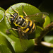 IMG 3292 Hoverfly
