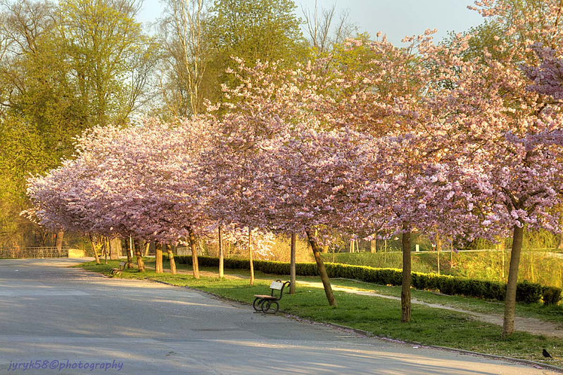 Sakura Trees