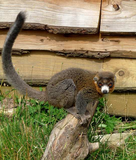 Mongoose Lemur