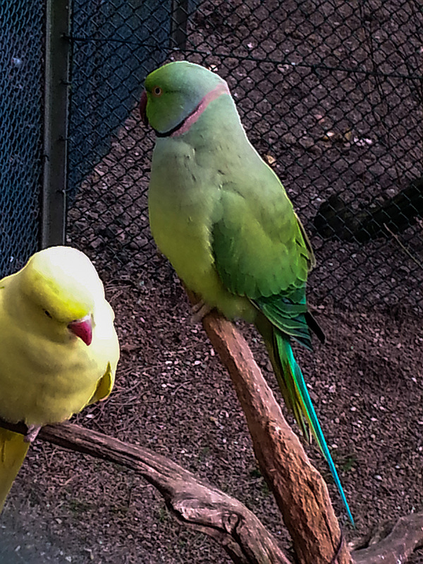 20160203 145541Hw [D~LIP] Halsbandsittich (Psittacula krameri), Voliere, Landschaftspark, Bad Salzuflen