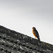 Sparrow Hawk enjoying some late winter afternoon sunshine