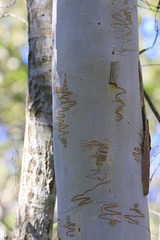 Scribbly Gum