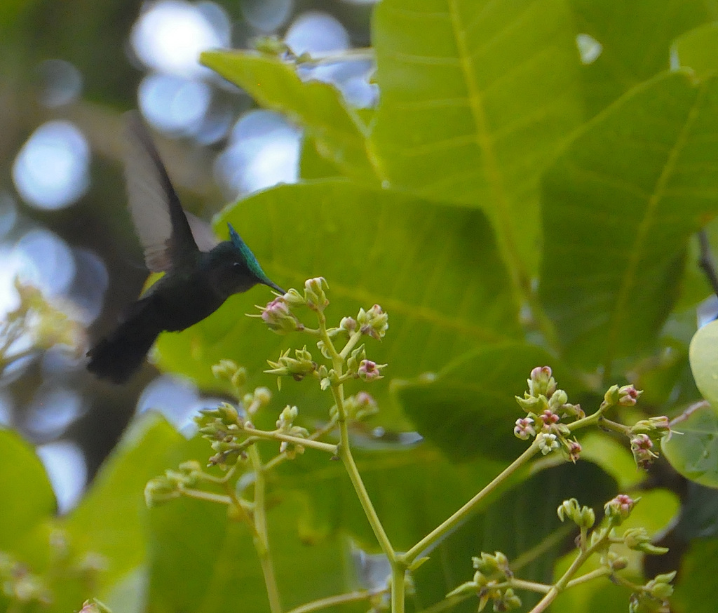 Antillenhaubenkolibri