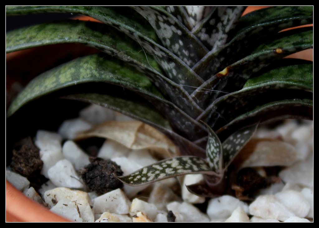 Gasteria bicolor(2)