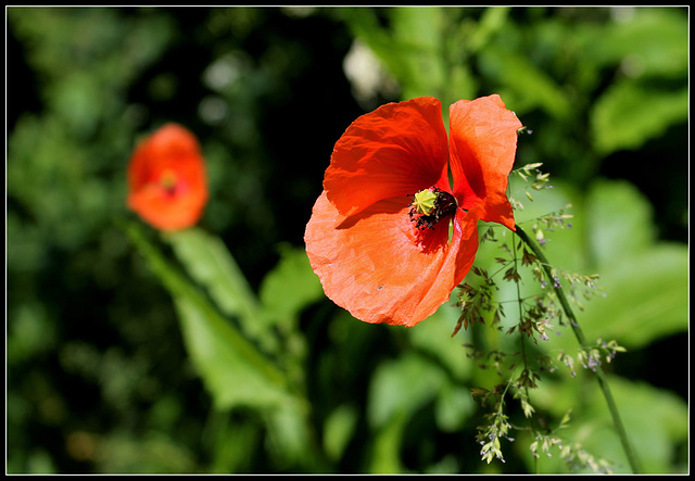 Papaver dubium (1)